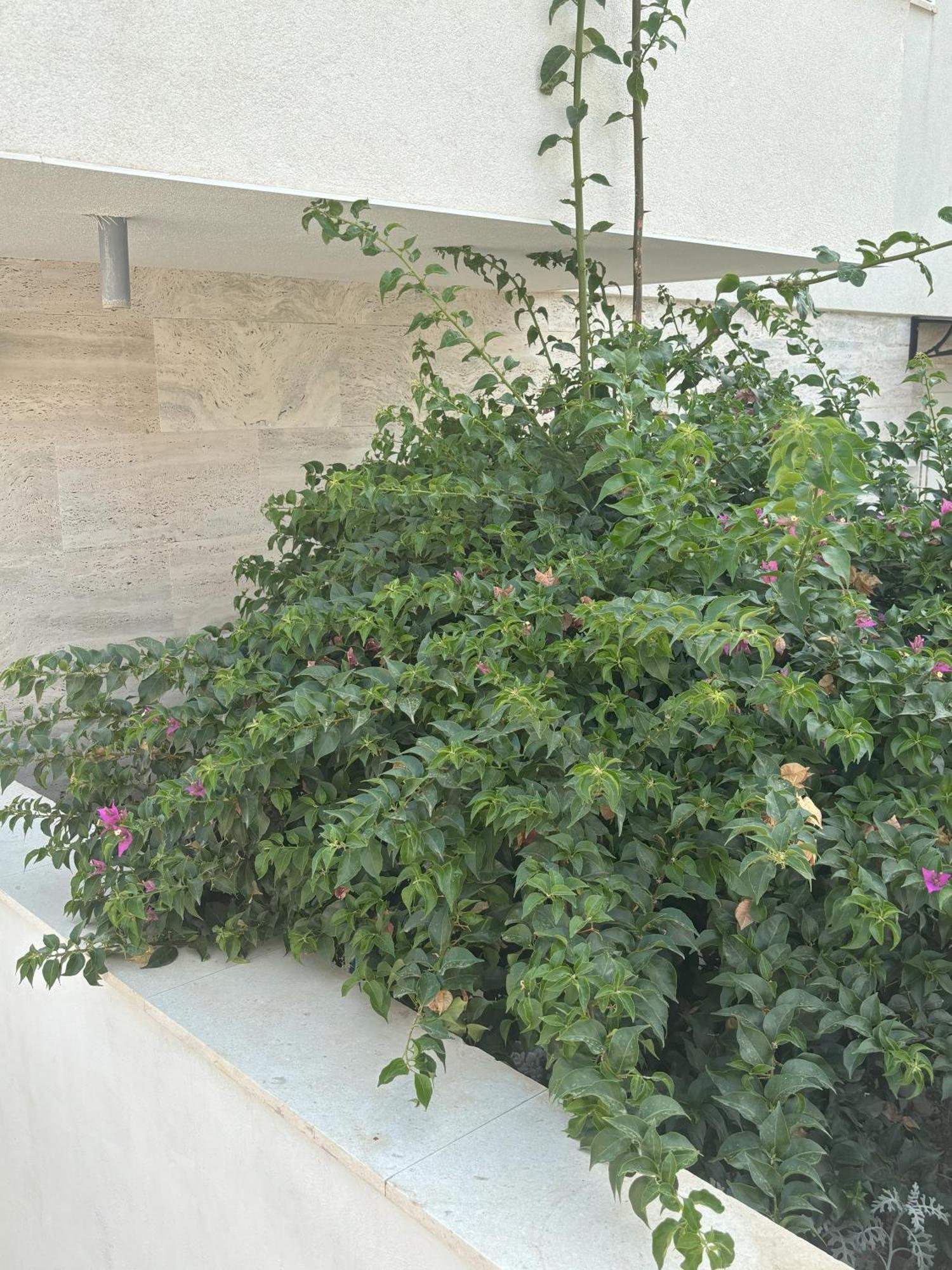 Vila Regina Apartment Paloma With Swimming Pool يزيرا المظهر الخارجي الصورة